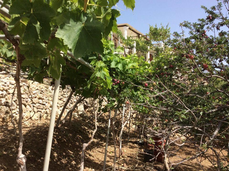 La Villa Di Zazopetra Menetész Kültér fotó